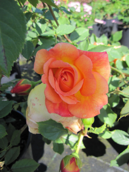 Preview: Rosa Tea Clipper